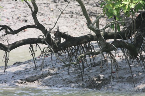 Bayan Avicennia aerial roots 2