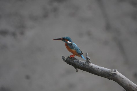 Common kingfisher