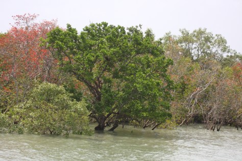 Dhundul, Xylocarpus zanata