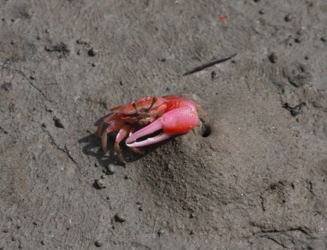 Fiddler crab3