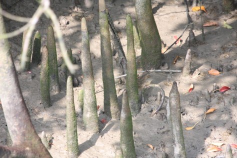 Garjan pneumatopores possibly