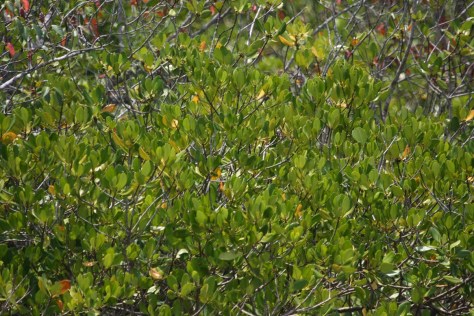 Goran upward round leaves broom roots