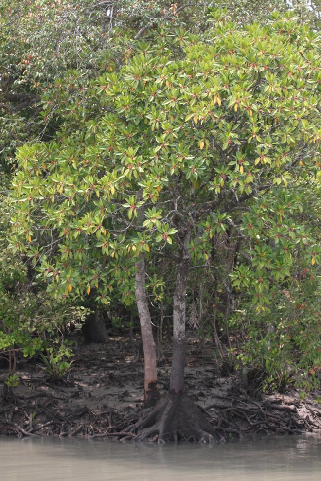Kankra buttress roots