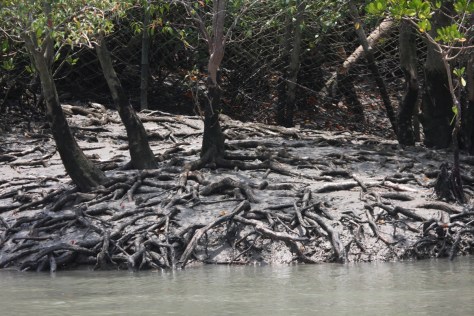 Keonwa red leaves snake roots bulbs in base