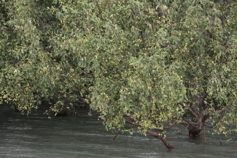 Kewra yellow flowers