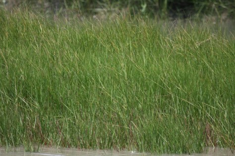 Paddy grass or Mangrove grass