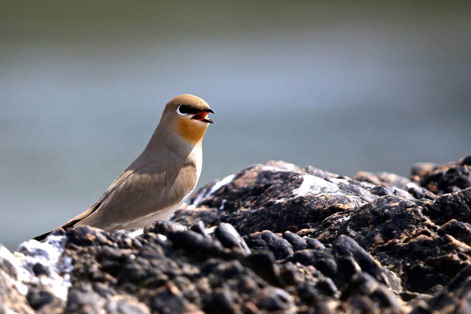 pratincole (1)
