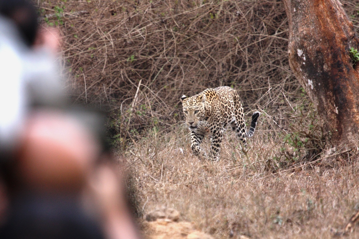 Bandipur Apr 16 1084