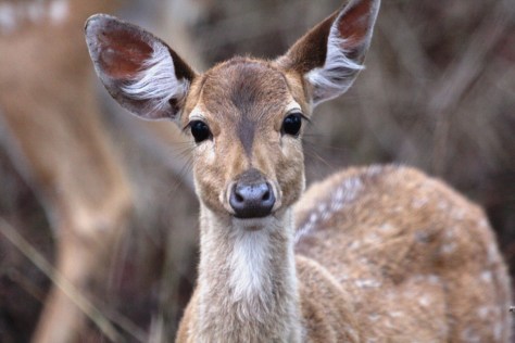 Bandipur Apr 16 1180