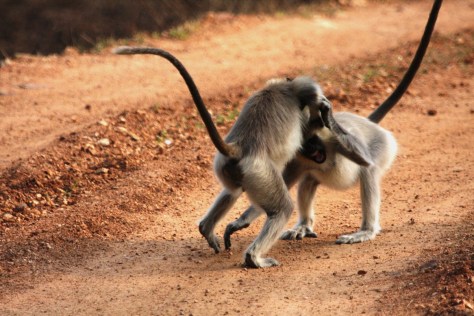 Bandipur Apr 16 1338.JPG