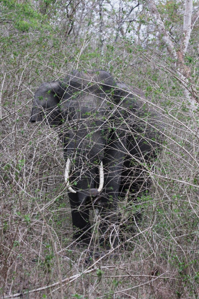 Bandipur Apr 16 1390