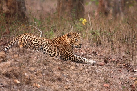 Bandipur Apr 16 1404