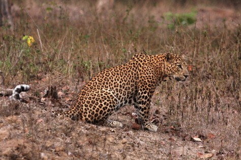 Bandipur Apr 16 1430