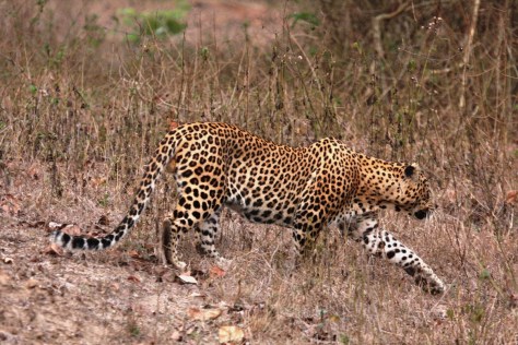 Bandipur Apr 16 1445