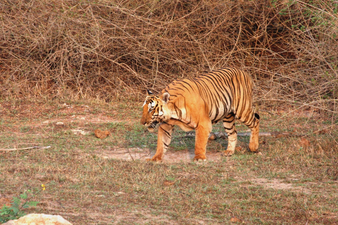 Bandipur Apr 16 1447