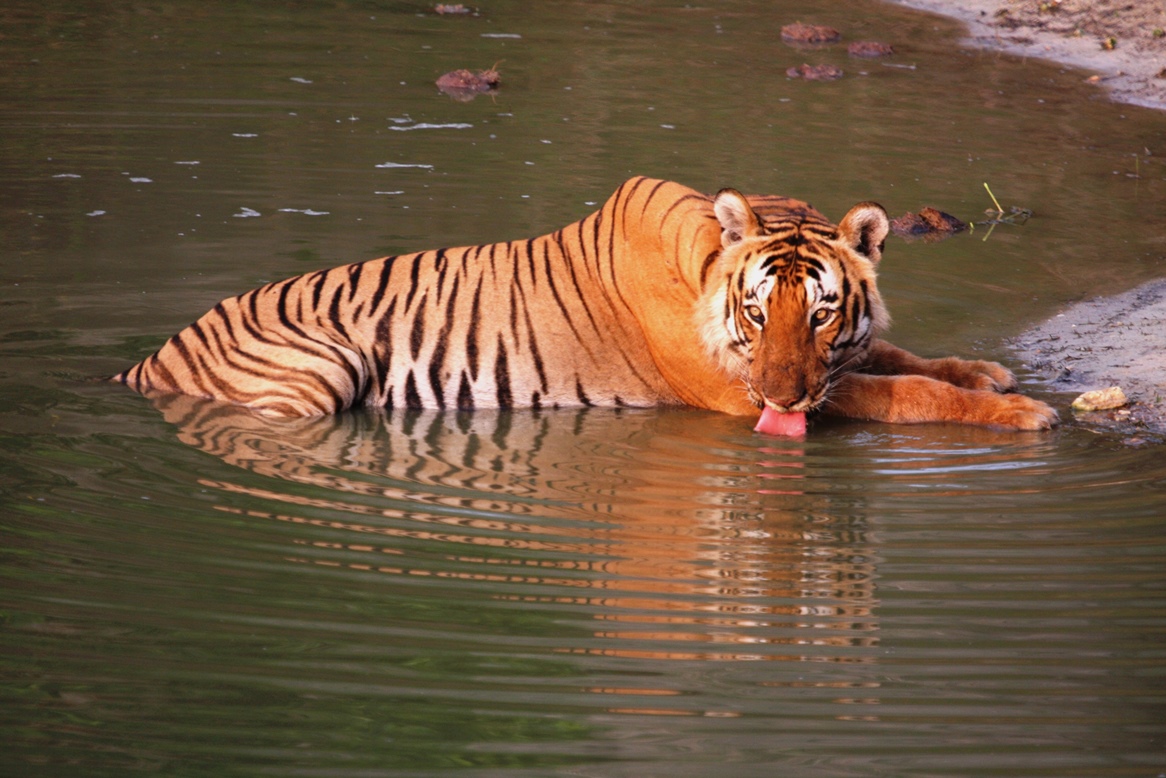 Bandipur Apr 16 1511