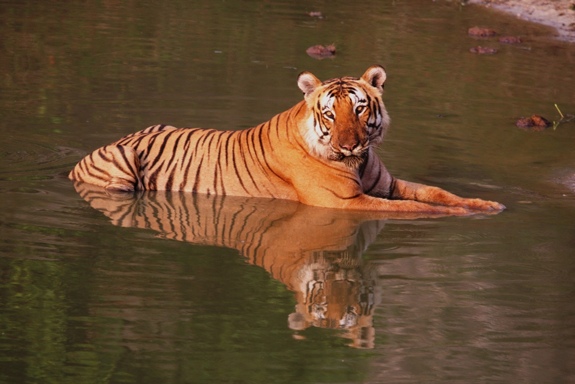 Bandipur Apr 16 1611