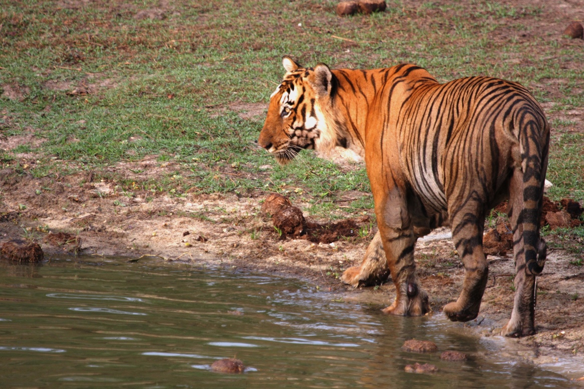 Bandipur Apr 16 1631