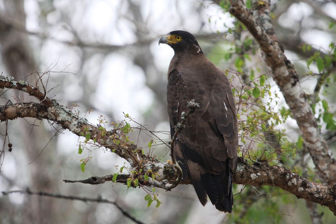 Bandipur Apr 16 1662.JPG
