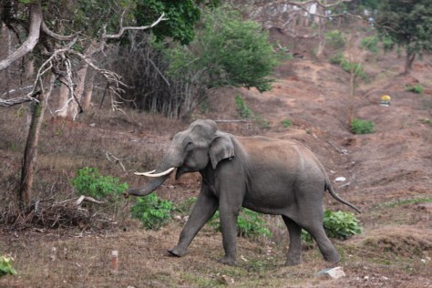 Bandipur Apr 16 1716.JPG