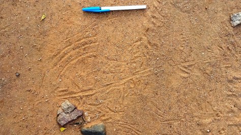 porcupine-drag-marks