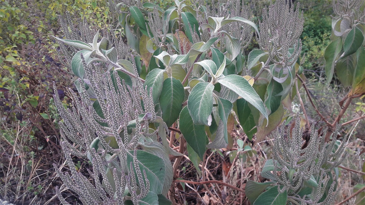 Colebrookea oppositifolia