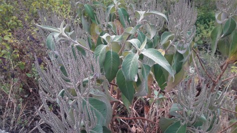 Colebrookea oppositifolia